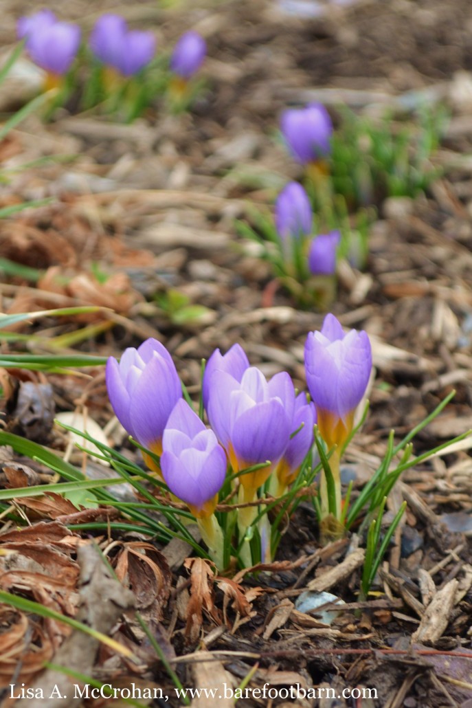 purple flowers out front 1