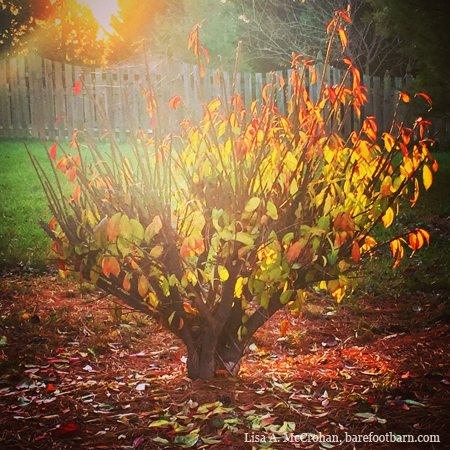 Dying, birthing, and the extraordinary in the ordinary