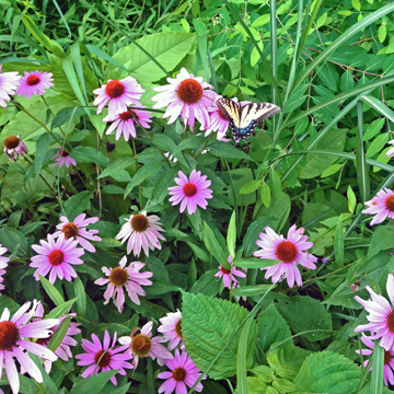 butterfly-350x350