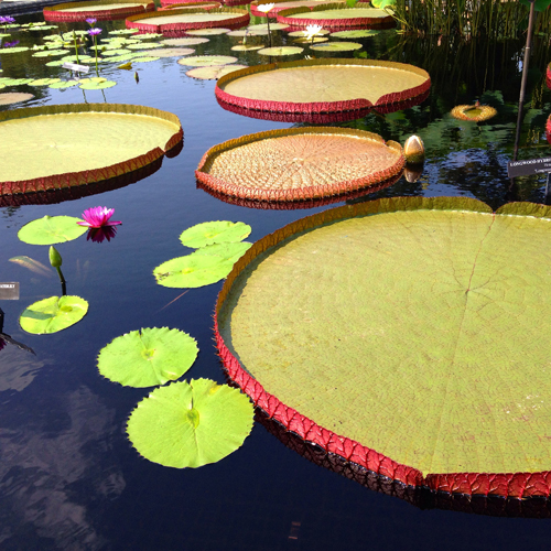 lilly-pads_550x500