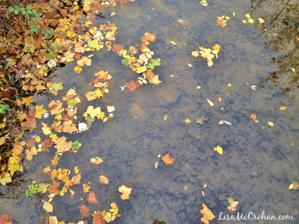 fall_leaves_creek-600x450