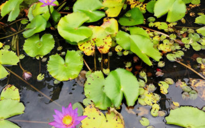 Letting Your Heart Break Wide Open – little by little