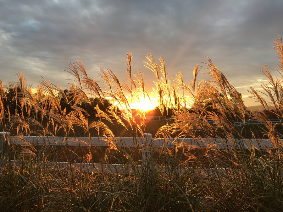 A Vow of Forgiveness