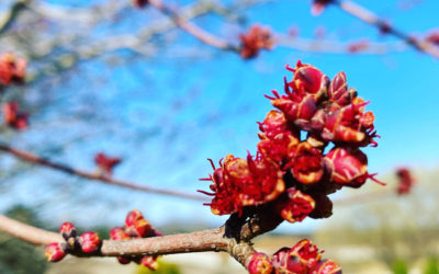 a refreshing (and much needed!) way to welcome spring