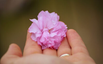 Awakening to Blossom: A Springtime Guided Meditation